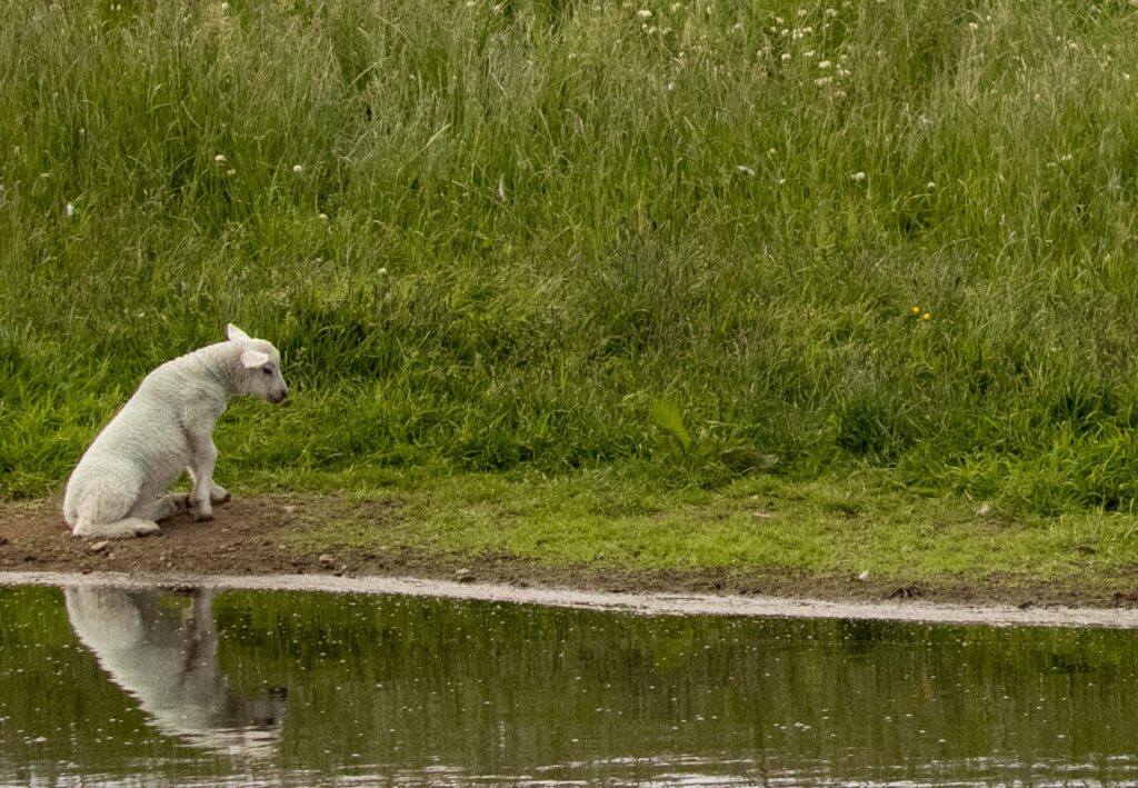 A lone lamb sits beside a still puddle in Tankerness, its reflection visible in the water, with tall grass in the background