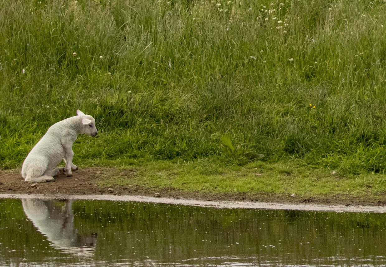 A lone lamb sits beside a still puddle in Tankerness, its reflection visible in the water, with tall grass in the background