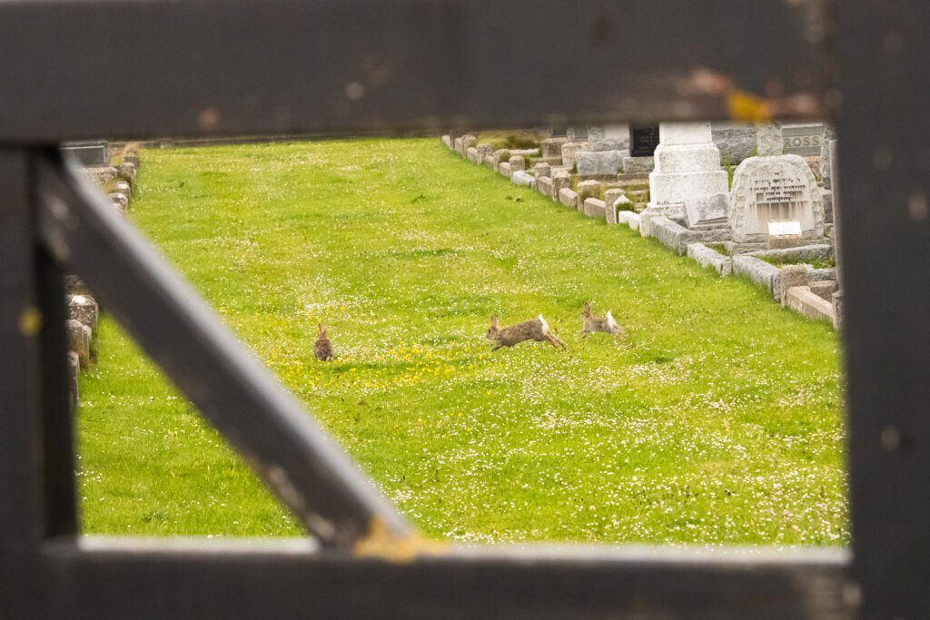 Three rabbits playing in the grass among gravestones in a Stromness cemetery, viewed through a wooden gate