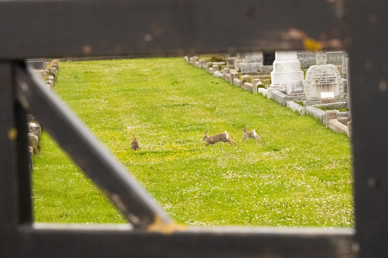 Three rabbits playing in the grass among gravestones in a Stromness cemetery, viewed through a wooden gate