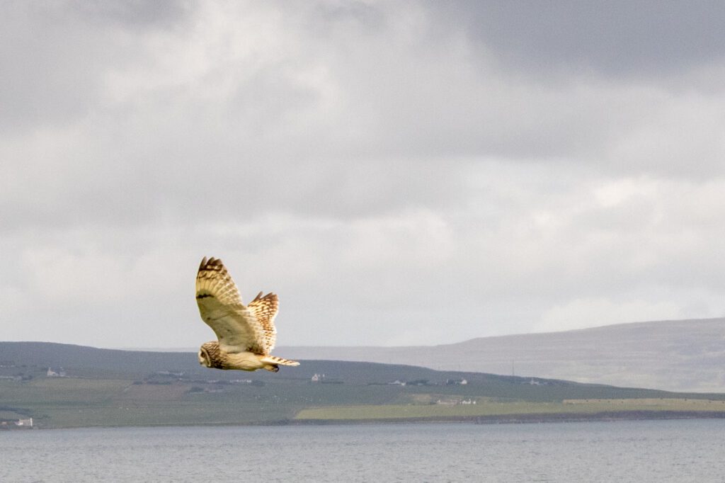 An owl in mid-flight over the coastline at Hatston, Orkney, with distant hills and sea in the background