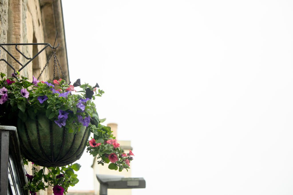 Bright pink and purple flowers blooming in a planter on a street in Kirkwall, Orkney