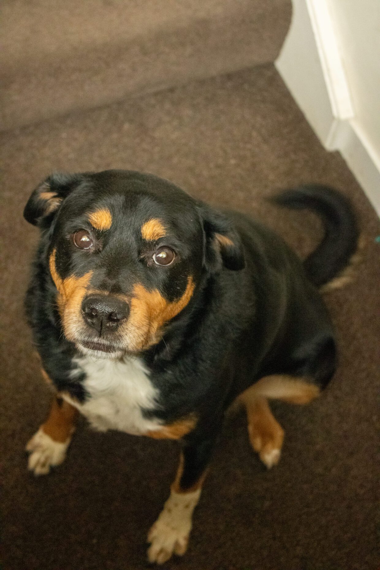Portrait of a black and tan dog named Missy sitting on a carpeted staircase at home