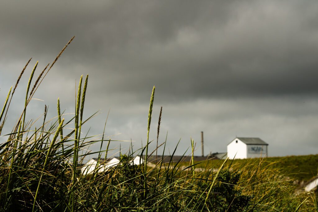 Tall grasses on Scapa beach with Scapa Distillery in the background under a dramatic sky