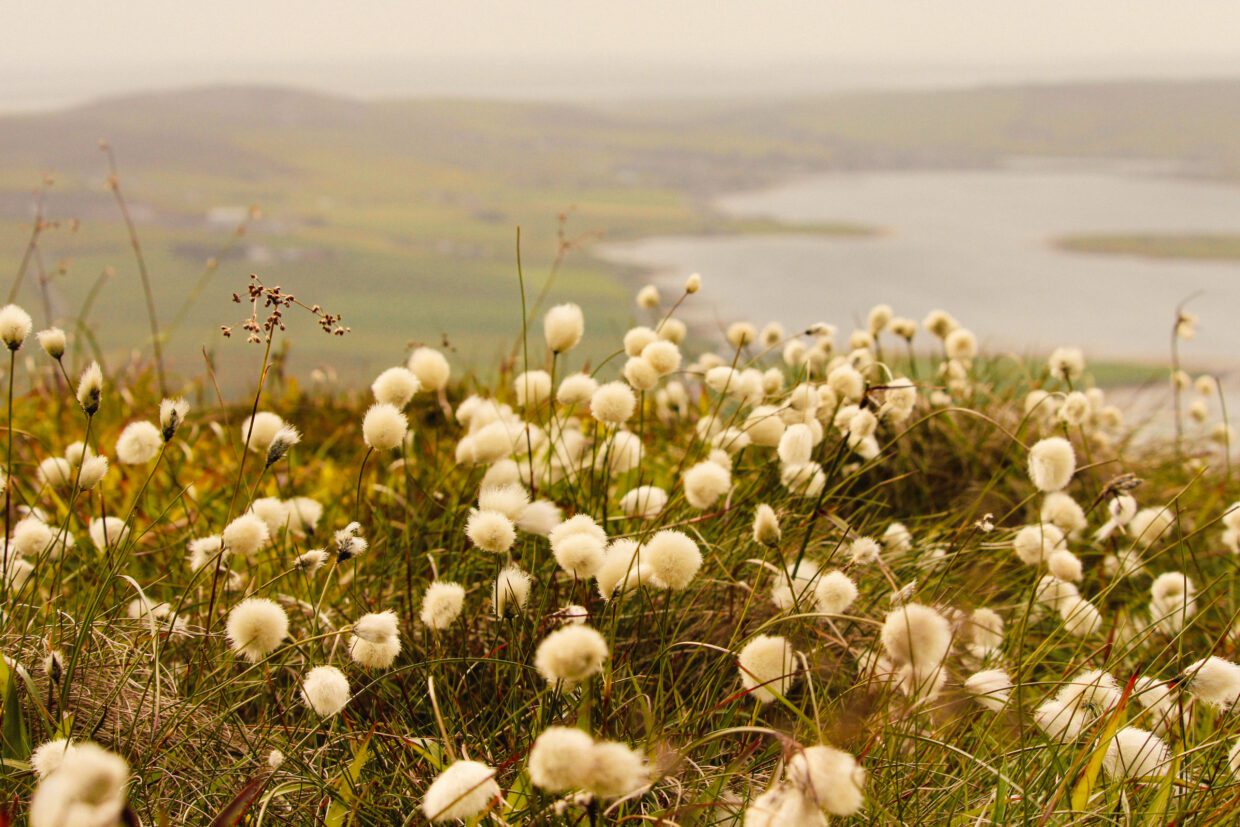 Close-up of cotton grass with a blurred view of Finstown and surrounding Orkney landscape in the background