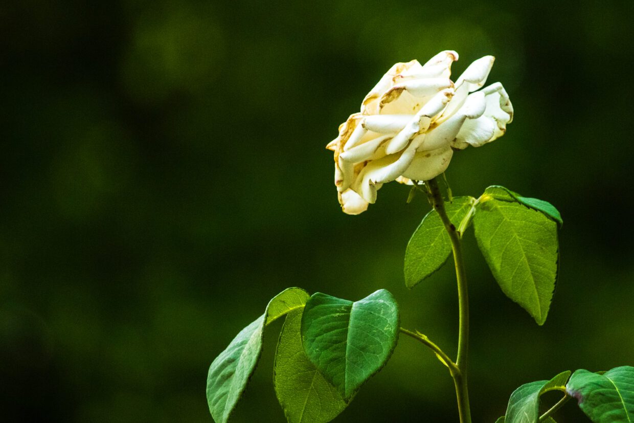 A white flower, possibly a rose, beautiful but aging in the garden.
